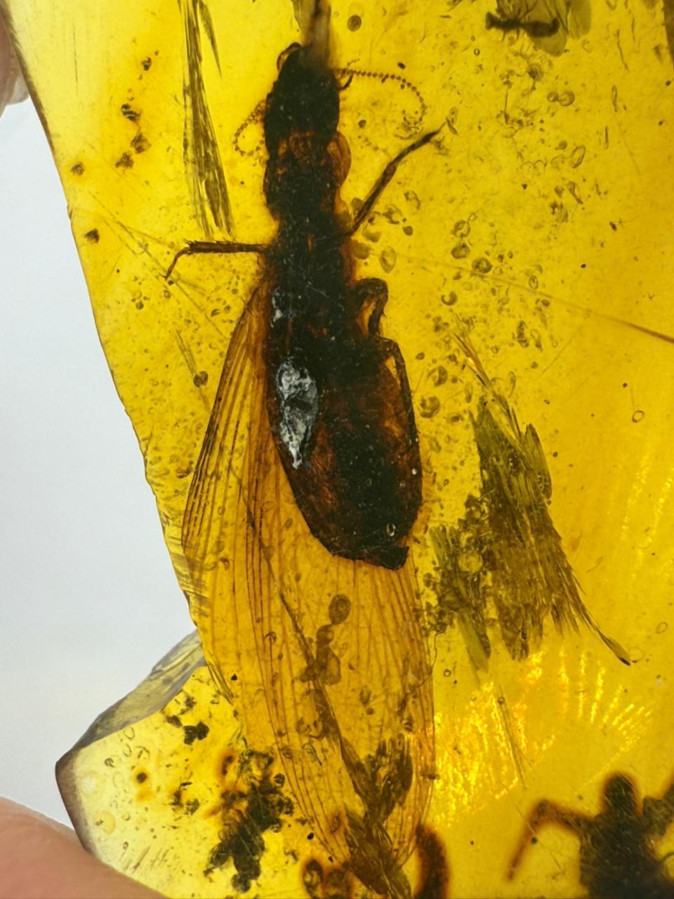 Yellow-color-Insect-Included-Amber