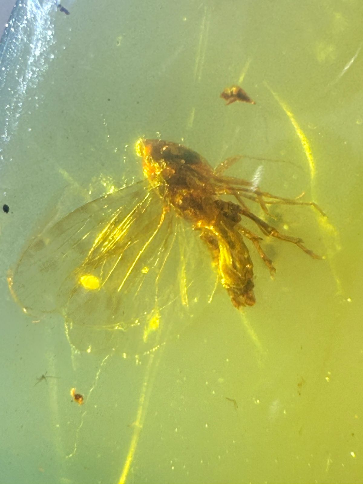 Burmite-Yellow-Color-Amber (Insect Included)