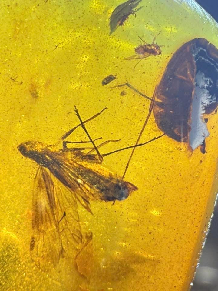 Burmite Amber (Insects Included)