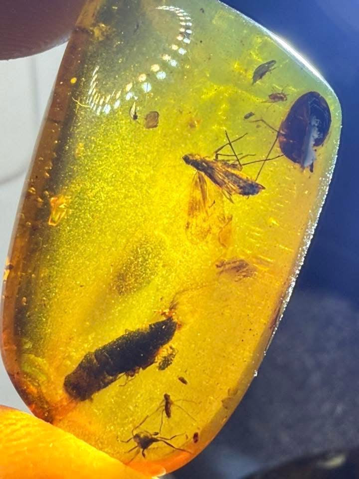 Burmite Amber (Insects Included)