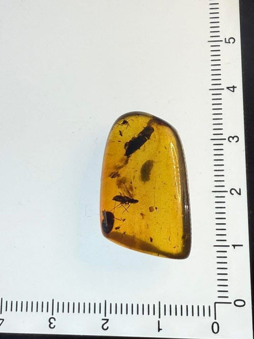 Burmite Amber (Insects Included)