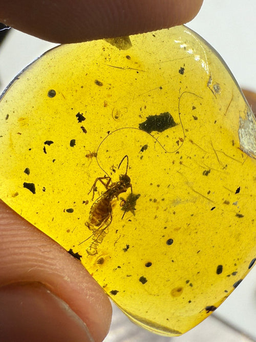 Yellow-Color-Burmite-Amber (Insect Included)