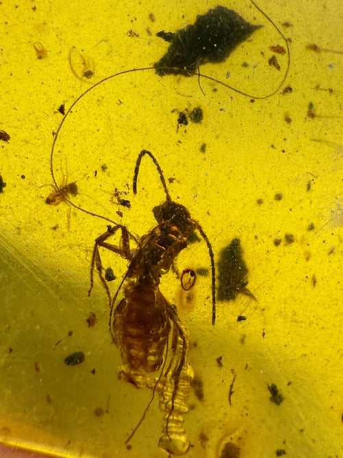 Yellow-Color-Burmite-Amber (Insect Included)