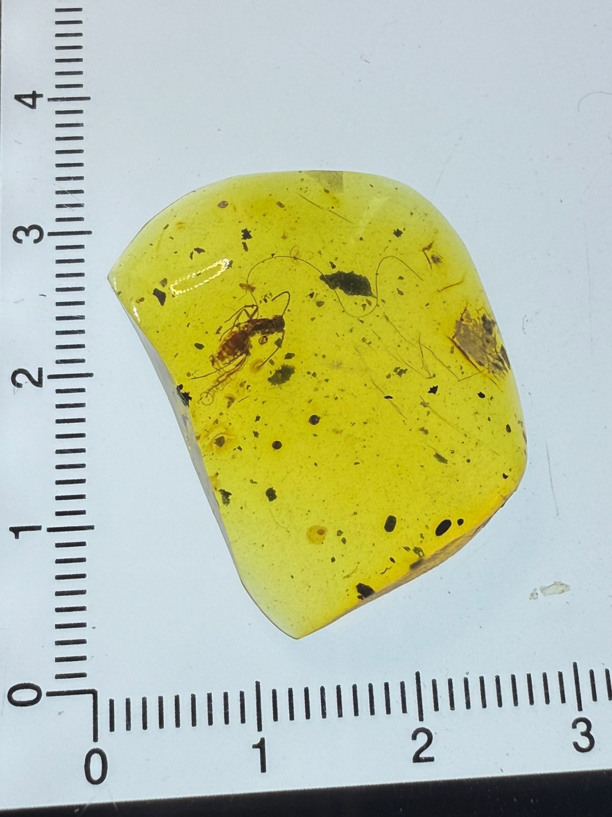 Yellow-Color-Burmite-Amber (Insect Included)