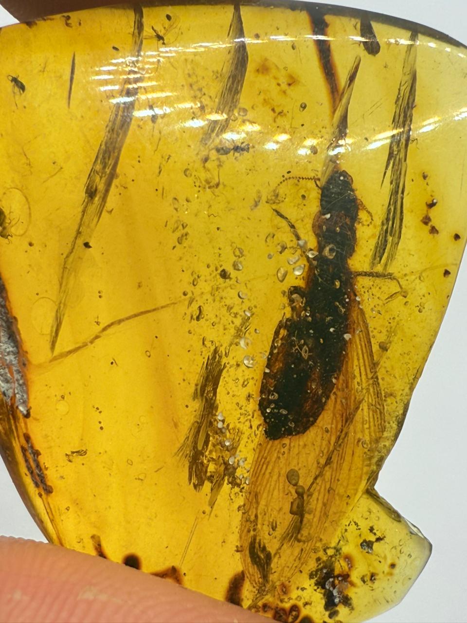 Yellow-color-Insect-Included-Amber