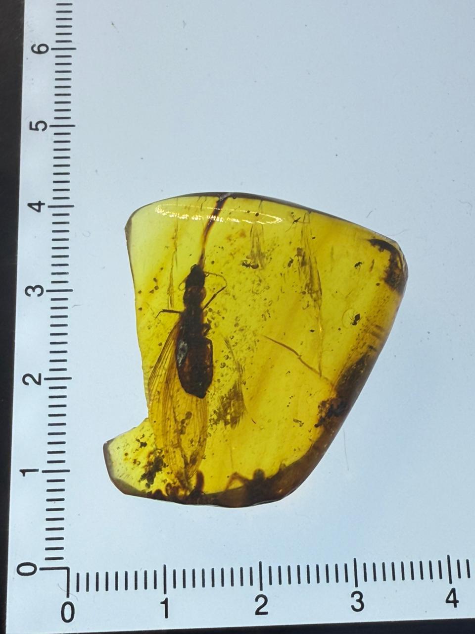 Yellow-color-Insect-Included-Amber