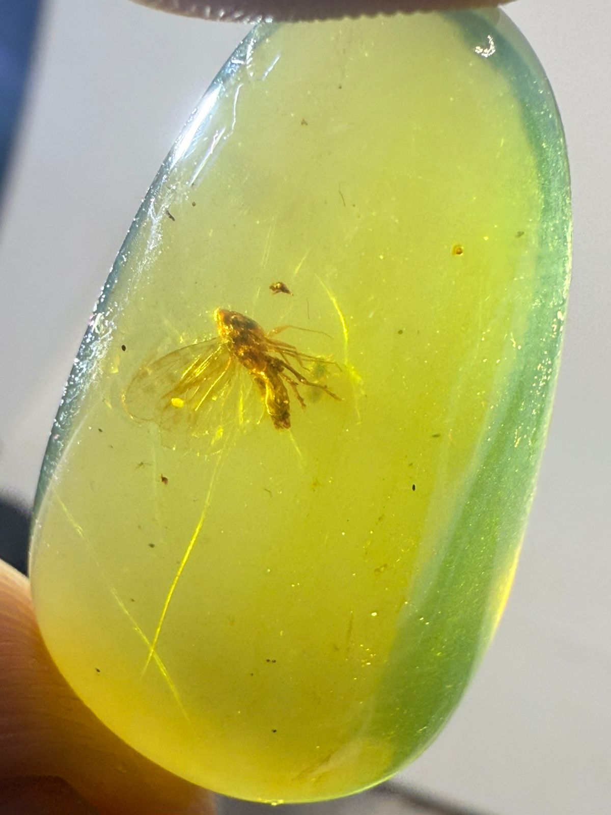 Burmite-Yellow-Color-Amber (Insect Included)