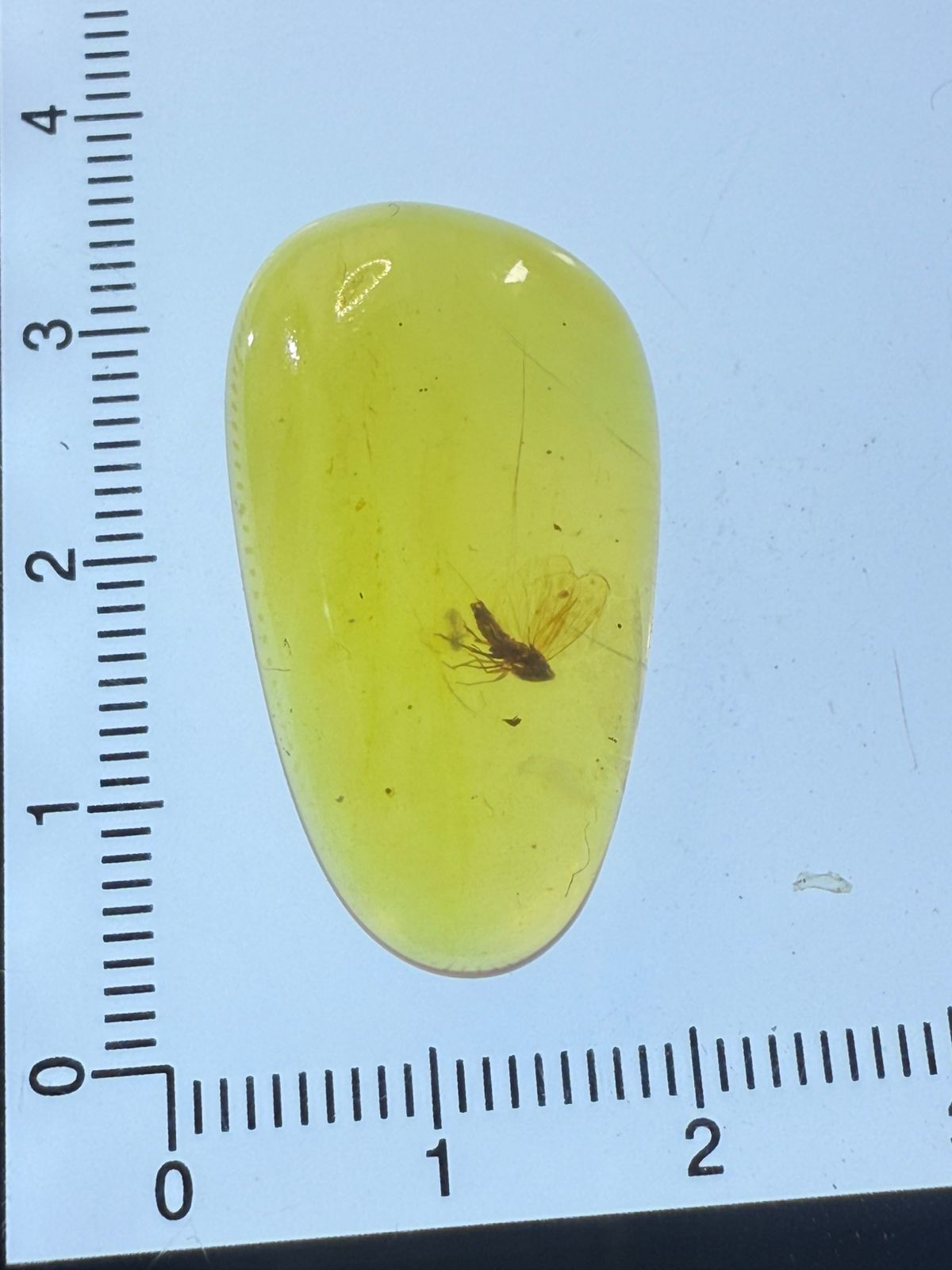 Burmite-Yellow-Color-Amber (Insect Included)